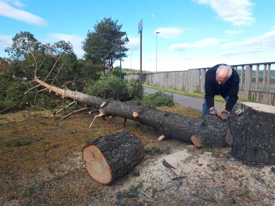 Felling av tre på stasjonsområdet